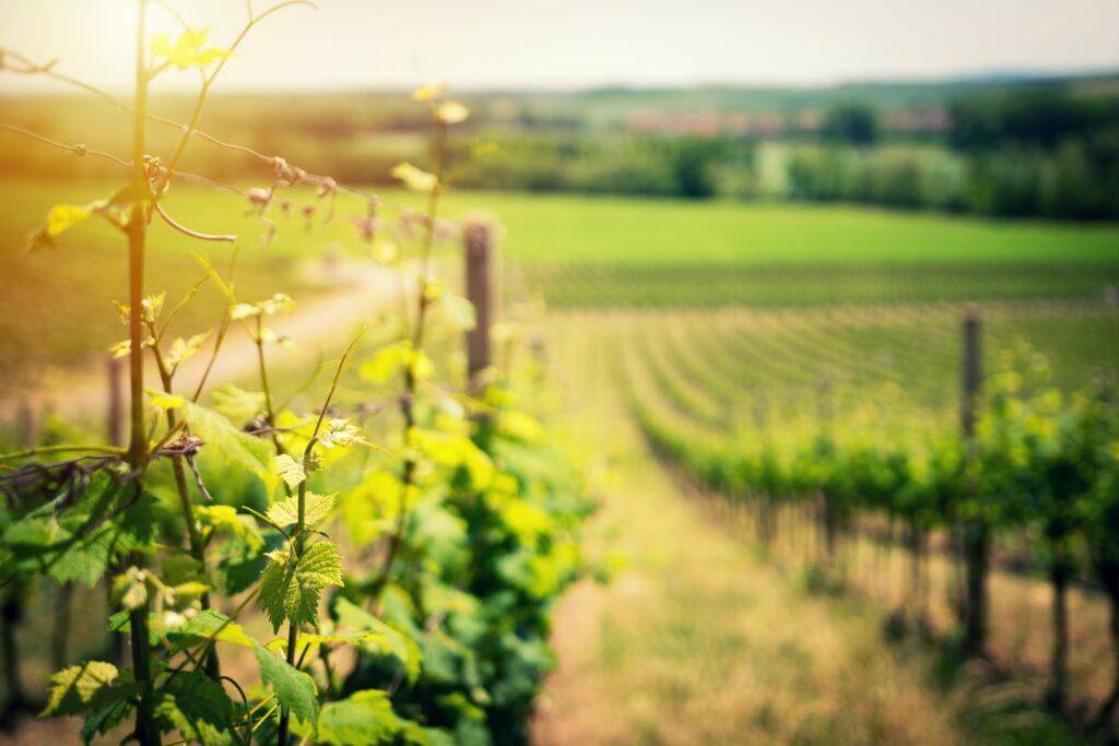Weinreben